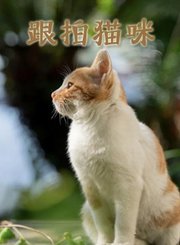 跟拍猫咪