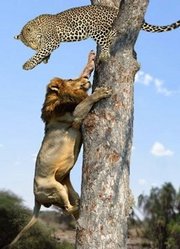 狮子上树抢花豹猎物，草原之王真是霸气！