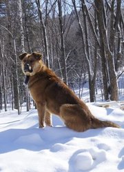 吉林老白山醉醇的林海雪原