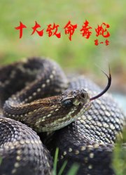 十大致命毒蛇第1季
