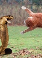 蟒蛇VS巨蜥，实力的较量！