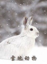 雪地动物