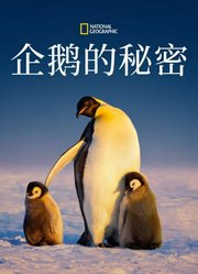企鹅的秘密
