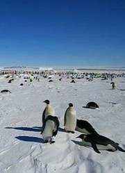 荒野南极：企鹅