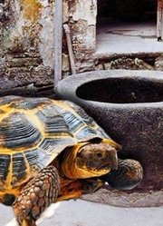 古人挖井时，为什么要放一只乌龟？你知道这其中的奥秘吗？