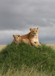 全天候野生动物追踪第2集狮子们的故事