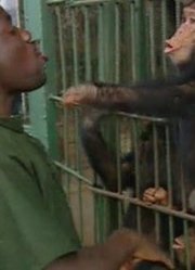 黑猩猩孤儿院