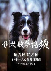 教你学会训犬_狗技术_训犬教程教学视频