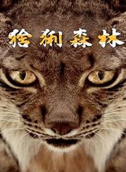 猞猁森林