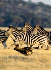 非洲大草原的动物测验