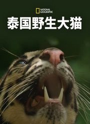 泰国野生大猫