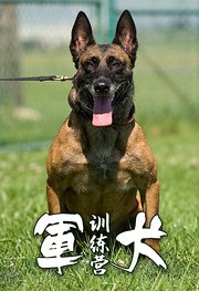 军犬训练营