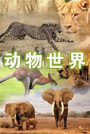 动物世界2017