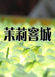 茉莉窨城