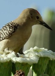 野性墨西哥