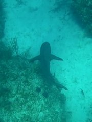探险加勒比海-与鲨共游