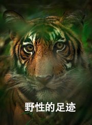 野性的足迹