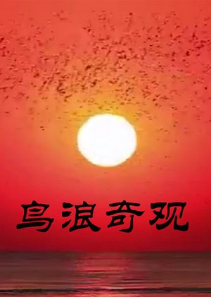 鸟浪奇观