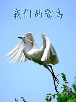 我们的鹭鸟