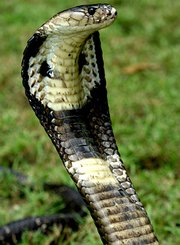 探秘自然：致命蛇毒
