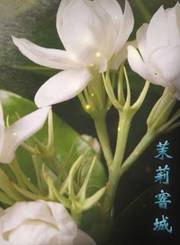 茉莉窨城