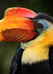 这种鸟的头骨比象牙贵3倍,传说能做“鹤顶红”,现已濒临灭绝!