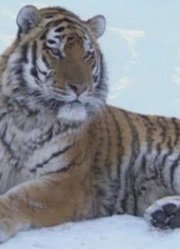 拯救西伯利亚虎