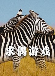塞伦盖蒂第2季