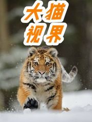 大猫视界