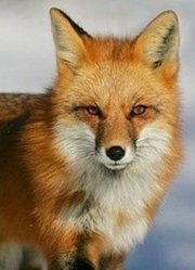 西伯利亚幸存者：两只狐狸的故事