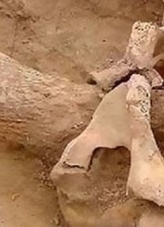 古墓挖出一具女尸，小腹处惊现30厘米牛角，专家看了后破口大骂