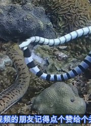 海蛇和海鳗在海中殊死搏斗，没想到最后海鳗鱼捡回一条命