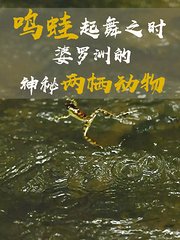 鸣蛙起舞之时：婆罗洲的神秘两栖动物