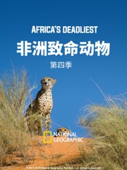 非洲致命动物第4季