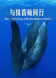 加勒比海：与抹香鲸同行