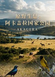 原野生息：阿卡盖拉国家公园