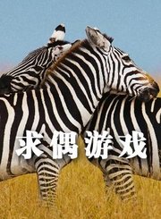 求偶游戏-普通话版