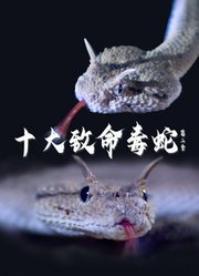 十大致命毒蛇第2季配音版