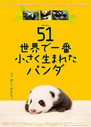 大熊猫51的故事