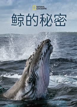 鲸的秘密第1季
