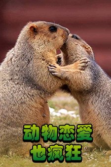 动物恋爱也疯狂