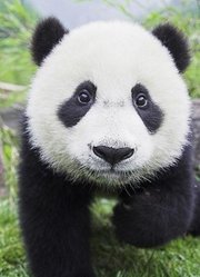 天生萌物大熊猫的日常