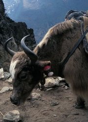 西藏微记录——珠峰脚下的牦牛（英文版）