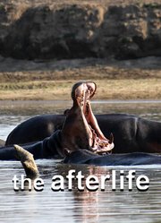 来世：河马-大自然的盛宴