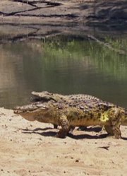 温柔的鳄鱼杀手