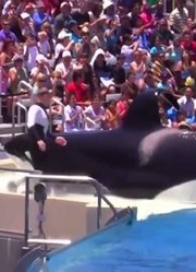 让人惊奇的鲸鱼表演，真是聪明有灵性的动物