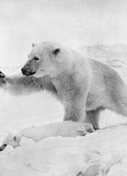 北极熊和其人类爸爸的感人故事（上）