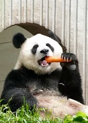 大熊猫|猫界明星来袭
