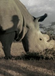 苏丹：最后的雄北白犀
