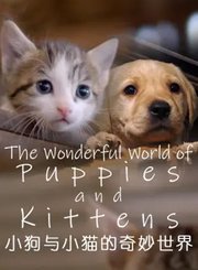 小猫与小狗的奇妙世界第1季